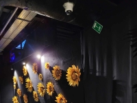 Szkolny Klub Miłośników Teatrów Muzycznych – z wizytą u Mistrza Kopernika, z bukietem słoneczników Van Gogha w ręku…. - 11
